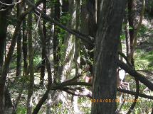 �g�c�R�ѓ��ɂ�