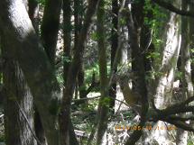 �g�c�R�ѓ��ɂ�